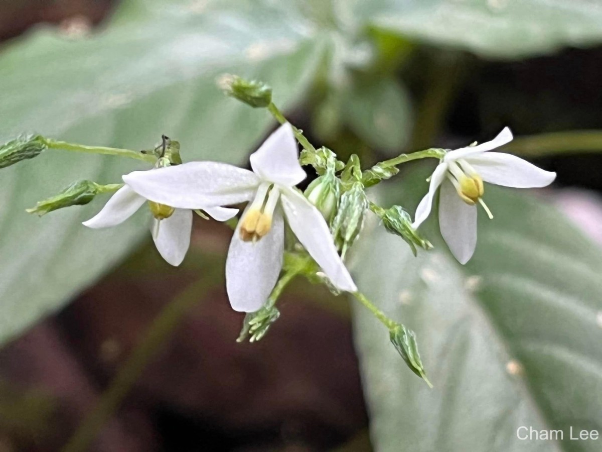 Championia reticulata Gardner